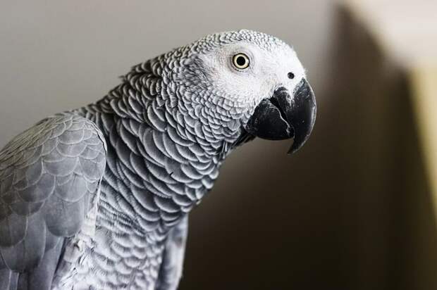 Почему некоторые птицы имитируют речь людей?