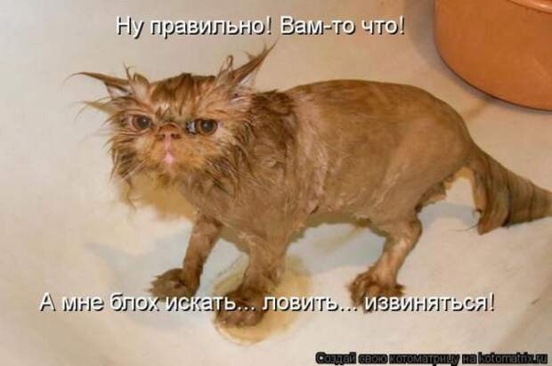 Котоматрицы (картинки с надписями)