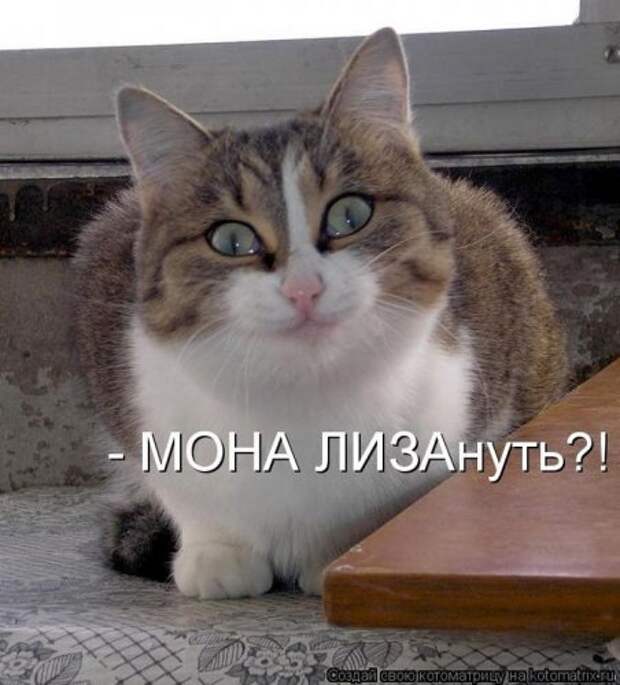 Лучшие котоматрицы недели, 35 шт.