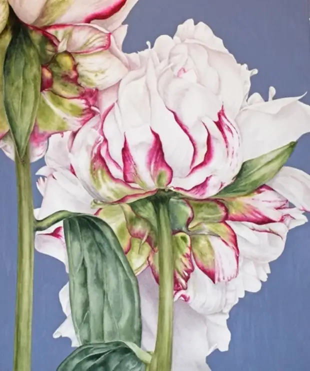 �������� Marie Burke. ��������� ��������