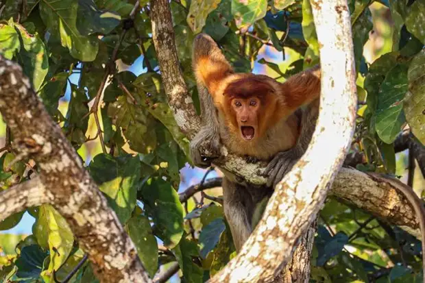 Самый позитивный конкурс по съемке животных Comedy Wildlife Photo Awards объявил победителей и финалистов 2022 года