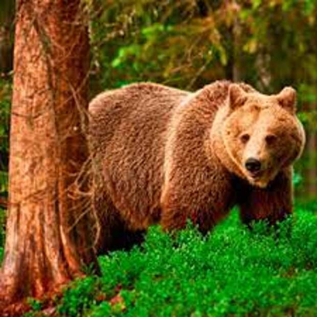 Медвежий жир – уникальные целебные и укрепляющие организм свойства