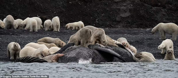 Группа белых медведей нашла мертвого кита
