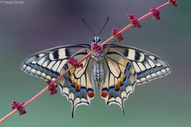 50 прекрасных фотографий бабочек