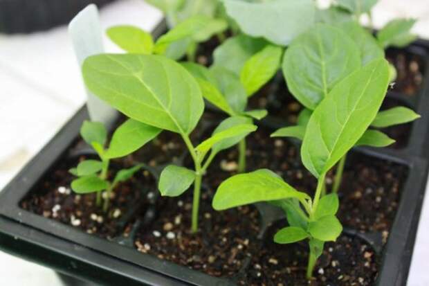 При культивировании баклажана регионах с умеренными климатическими условиями рекомендуется отдавать предпочтение рассадному способу выращивания