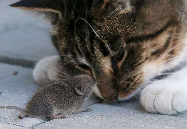 Кошка и мышка - Аниме форум - общение анимешников