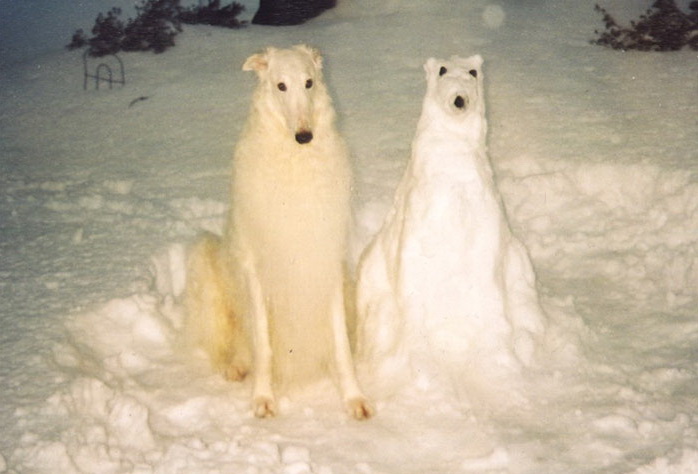 funny-tumblr-dogs-45-500