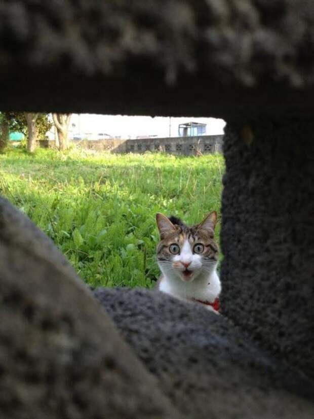 Котики