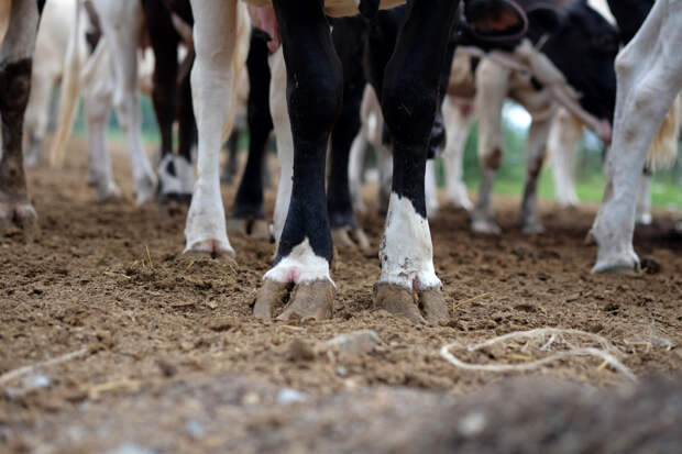 Власти отреагировали на найденную в регионе России свалку с десятками тел животных