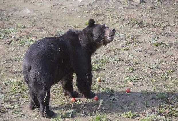 Снова счастлив: медведь жует яблоки после освобождения животные, история, медведь, мир, притравка, спасение, украина