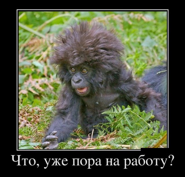 Демотиваторы (30 фото)