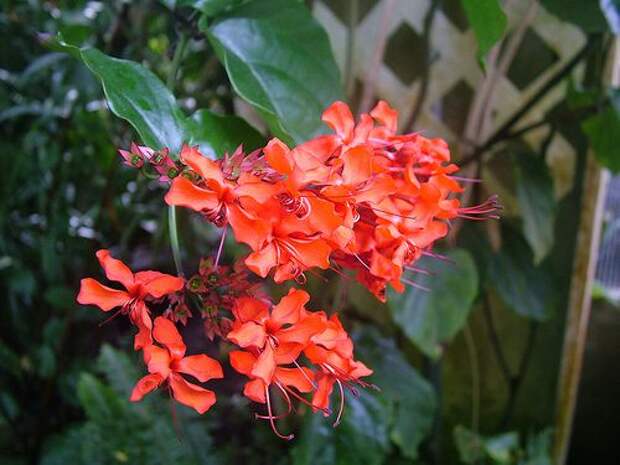 Клеродендрум Clerodendrum