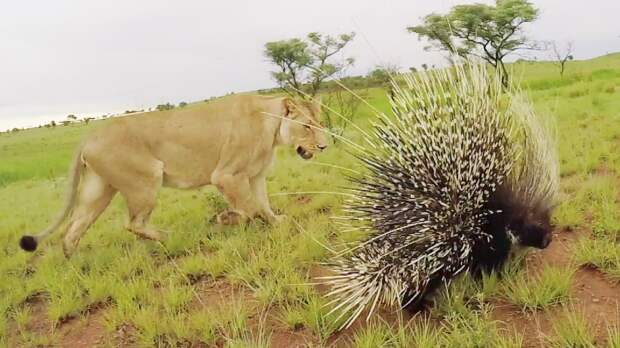 Дикобраз сражается с леопардами и львами: видео