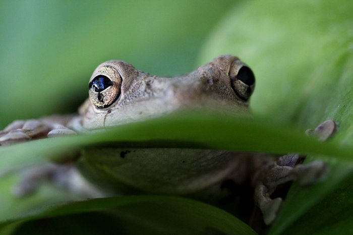 Все победители фотоконкурса «Focus on Nature 2014»