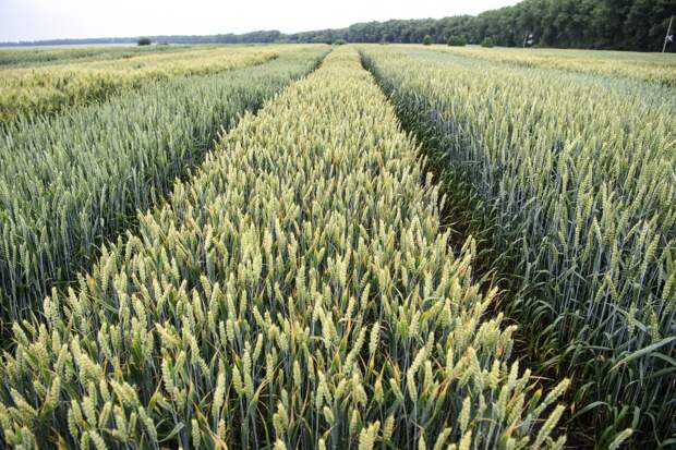 Фото: www.globallookpress.com