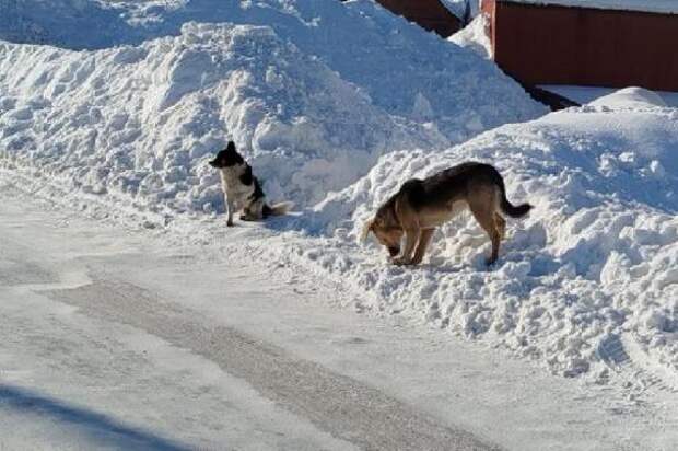 В одном из округов Тамбовской области введён карантин по бешенству животных