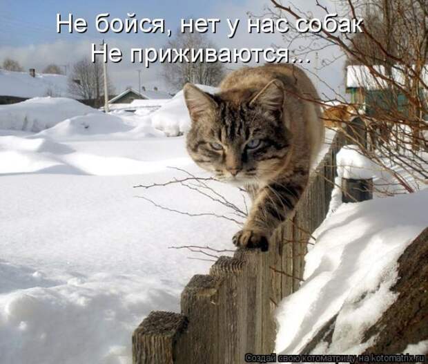 Лучшие котоматрицы недели (50 фото) Лучшие котоматрицы недели (50 фото)
