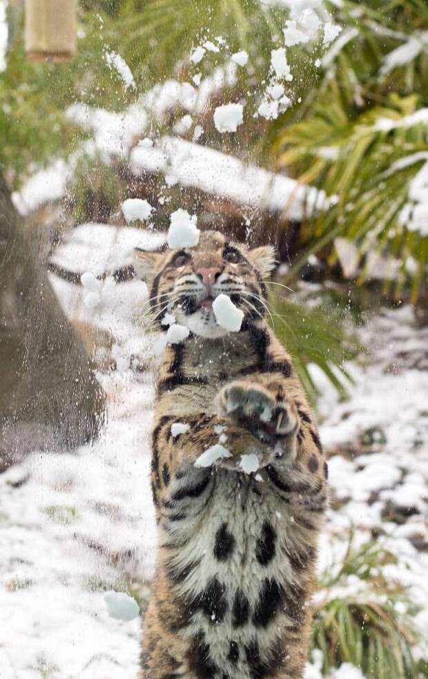 Дымчатый леопард ловит снежки   зима, снежки, леопард, интересное
