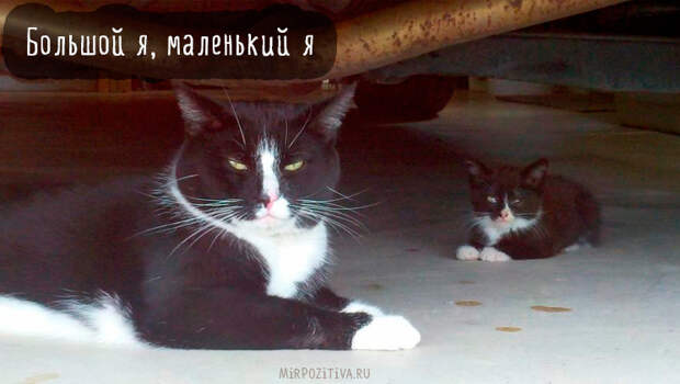 большой и маленький кот похожи