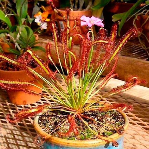 Комнатное растение Росянка (лат. Drosera)