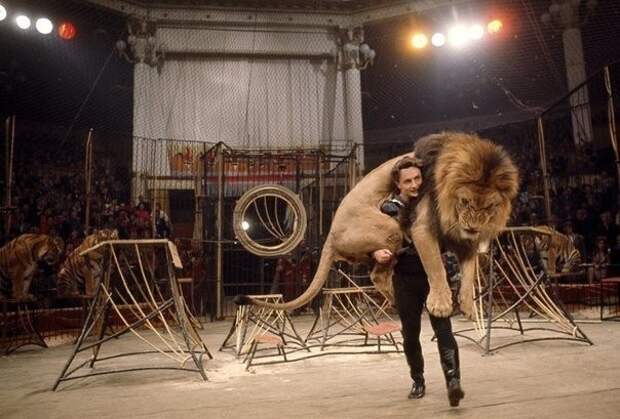 Дрессировщик несет 136-килограммового льва на арене цирка в Москве, март 1966. история, факты, фото