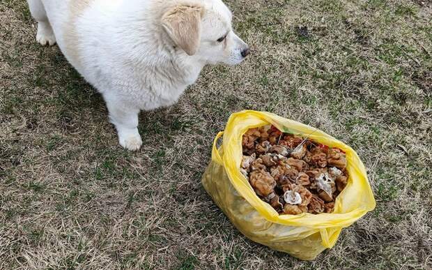 Строчки пошли: рязанцы делятся грибными местами