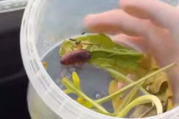 Россиянка привезла из Таиланда таракана и сделала его звездой мини-сериала