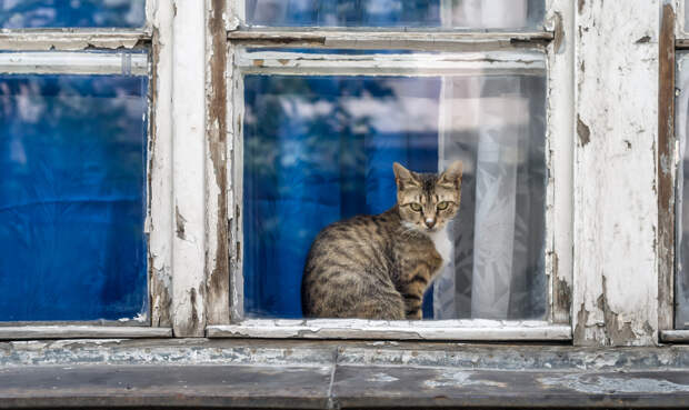 Как оценить преданность домашних питомцев?