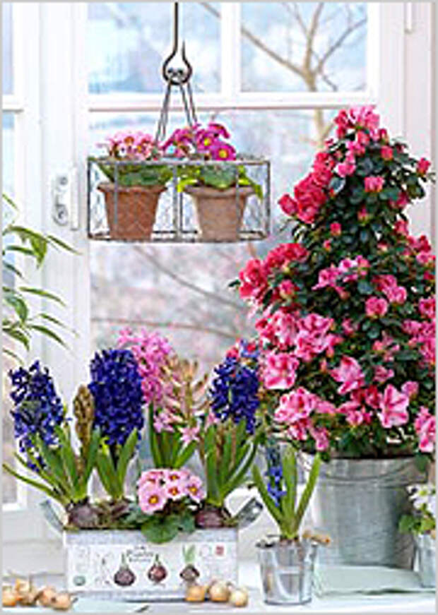 Цветущие зимой комнатные растения