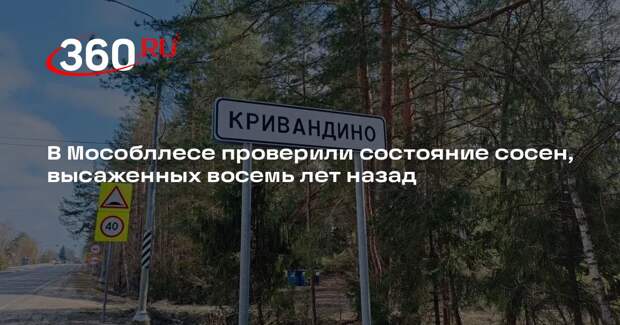 В Мособллесе проверили состояние сосен, высаженных восемь лет назад