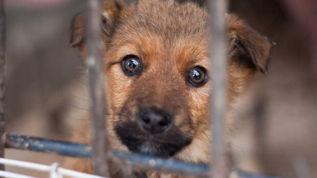 ГП РФ сочла негуманными законы об усыплении бездомных животных