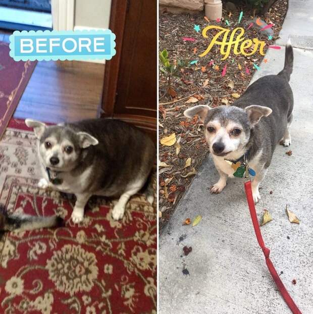 20 фотографий собак до и после того, как они взяли себя в лапы и смогли похудеть