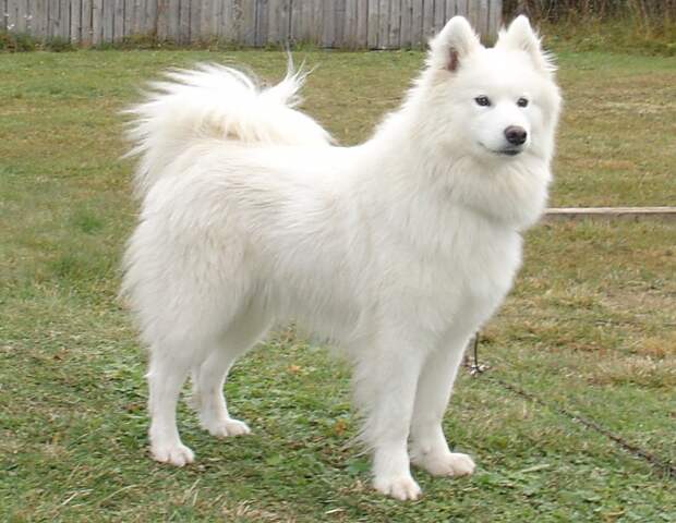 Samoyed