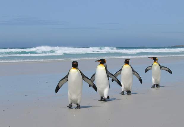 http://www.freakingnews.com/images/app_images/penguins-2.jpg