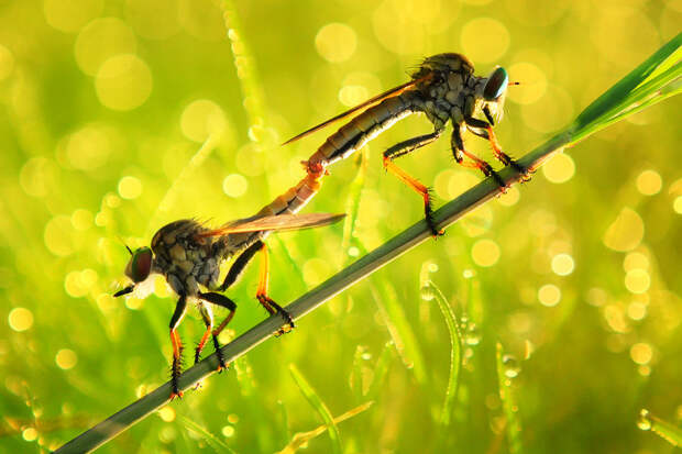 Фотография Mating Time автор Uda Dennie на 500px