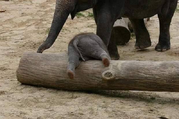 Новорождённый слонёнок изучает местность.