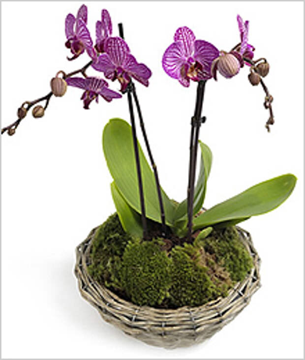 Цветущие зимой орхидеи
