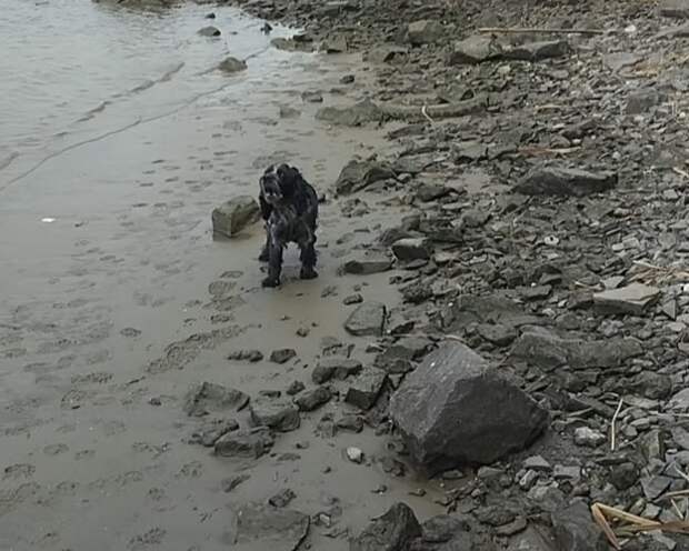 Ростовские спасатели вытащили собаку и ее слепого щенка из ледяной реки