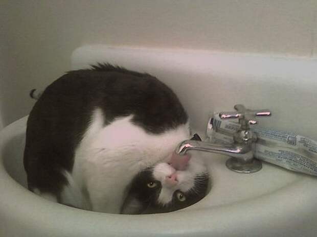 Правила жизни настоящего котэ кот, коты, котэ, кошка, кошки, мимиметр, мимими