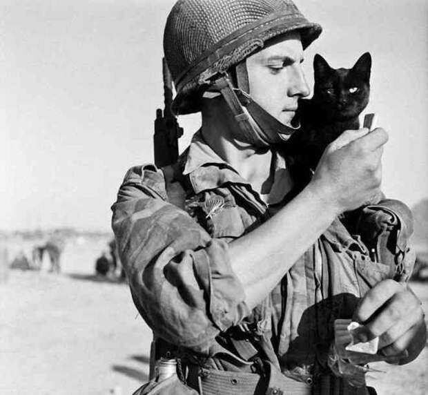 Боевые коты и кошки война, история, котики
