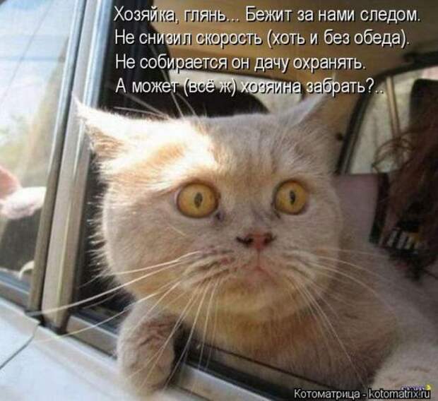 Котоматрицы(картинки с надписями)