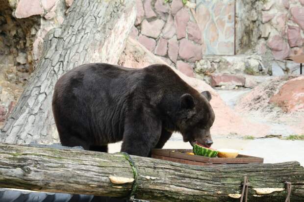 Спасённый контрабандистами гималайский медведь Вася впервые заснул на зимовку в Московском зоопарке