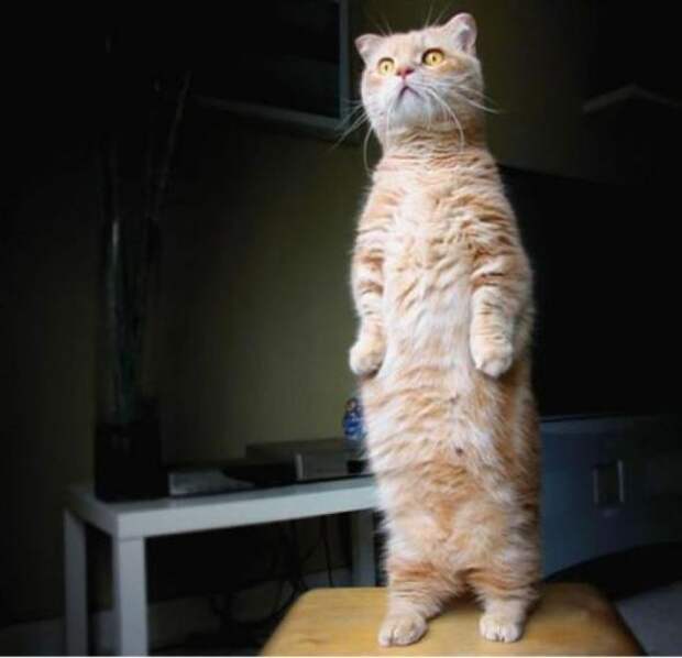 Котики