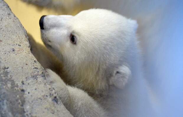 Собаки спасли медвежонка белый медведь, полярники, собаки