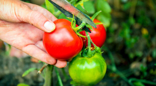Как собирать томаты