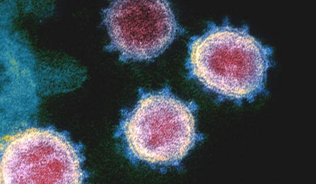 Ученые обнаружили, что организм «помнит» коронавирус