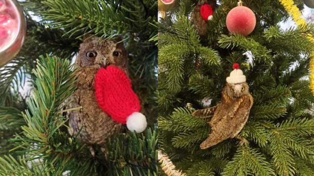 Орнитолог из Новосибирска посадила на диету миниатюрных сов, растолстевших в неволе