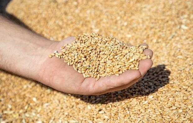 Россельхознадзор аннулировал декларацию на партию пшеницы тульской компании