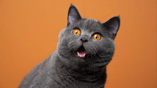 Пять самых ‎удобных пород кошек