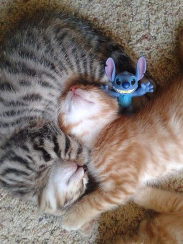 Кошачьи обнимашки